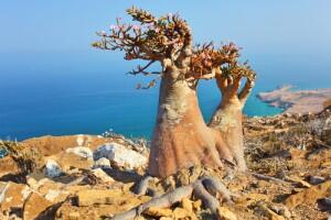 Socotra, Tempat Paling Menakjubkan dan Teraneh di Dunia
