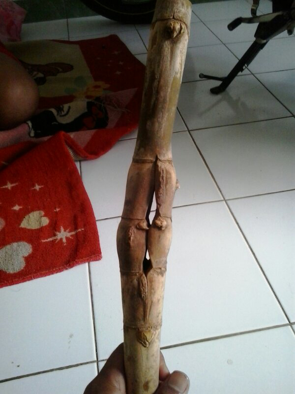 gan mohon trawangin pring petuk combong ane