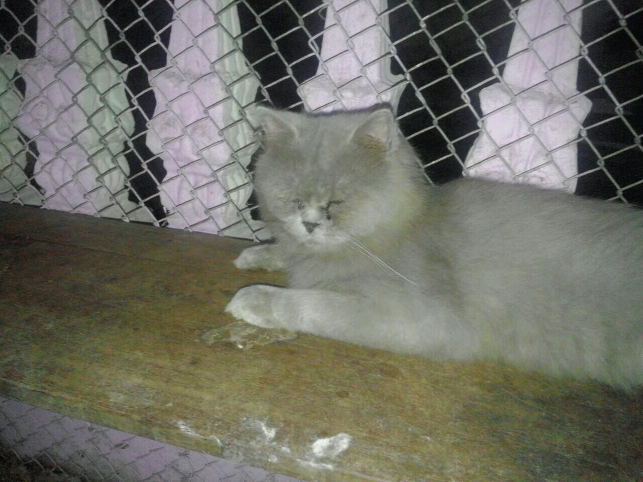semi hibah kucing persia medium 1,5 tahun