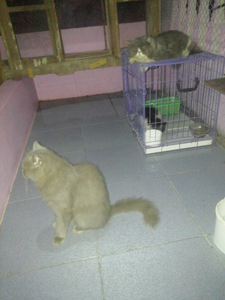 semi hibah kucing persia medium 1,5 tahun