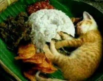 Nasi Kucing yang Sebenarnya