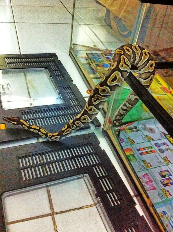 Ball phyton mojave
