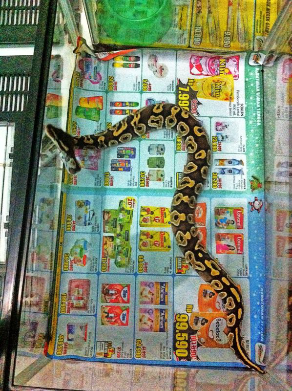 Ball phyton mojave