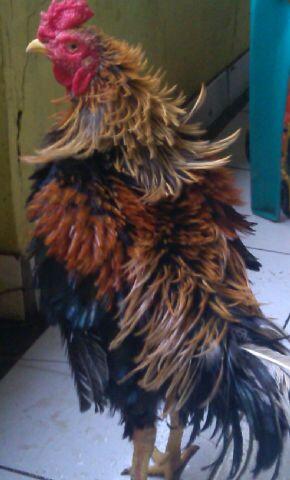 AYAM BERTUAH