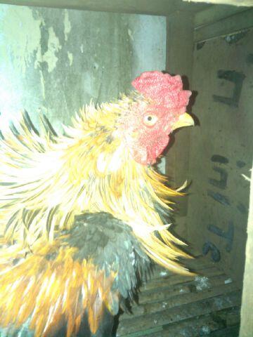 AYAM BERTUAH