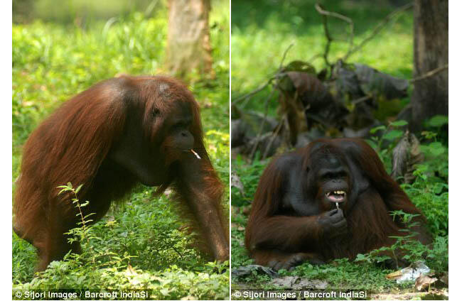  Orang utan Merokok di Indonesia Jadi Sorotan