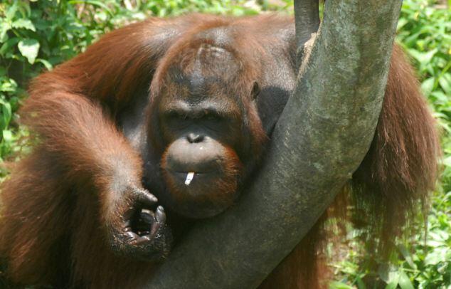  Orang utan Merokok di Indonesia Jadi Sorotan