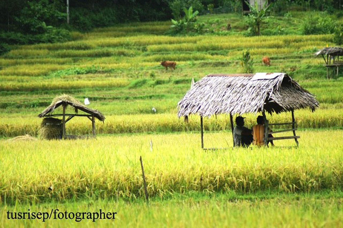 8 PEMANDANGAN SAWAH TERDAHSYAT DI DUNIA