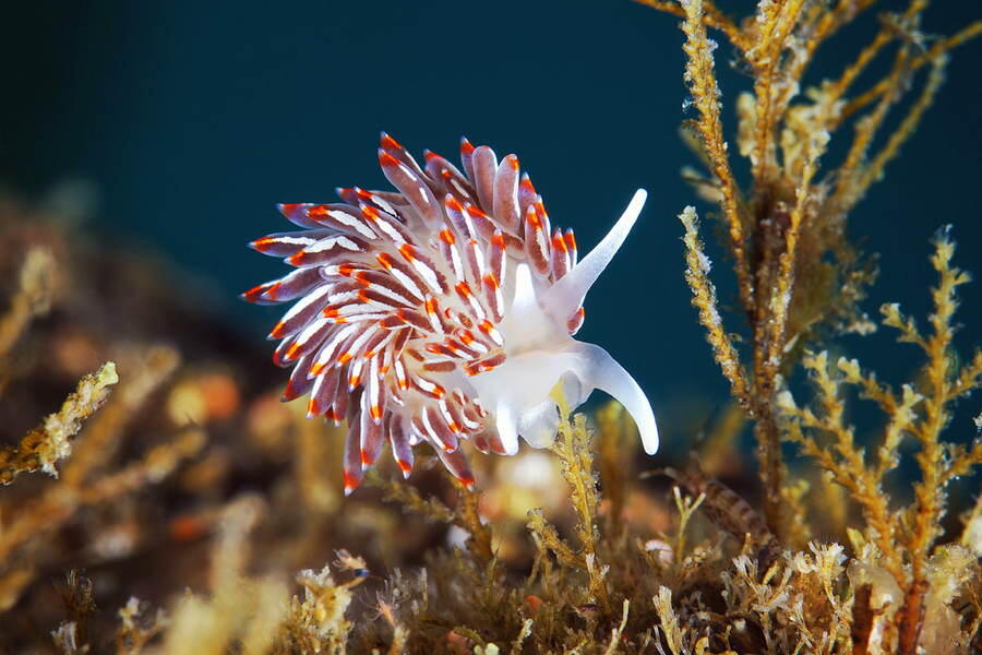 Foto-Foto Makhluk Invertebrata Laut Dalam