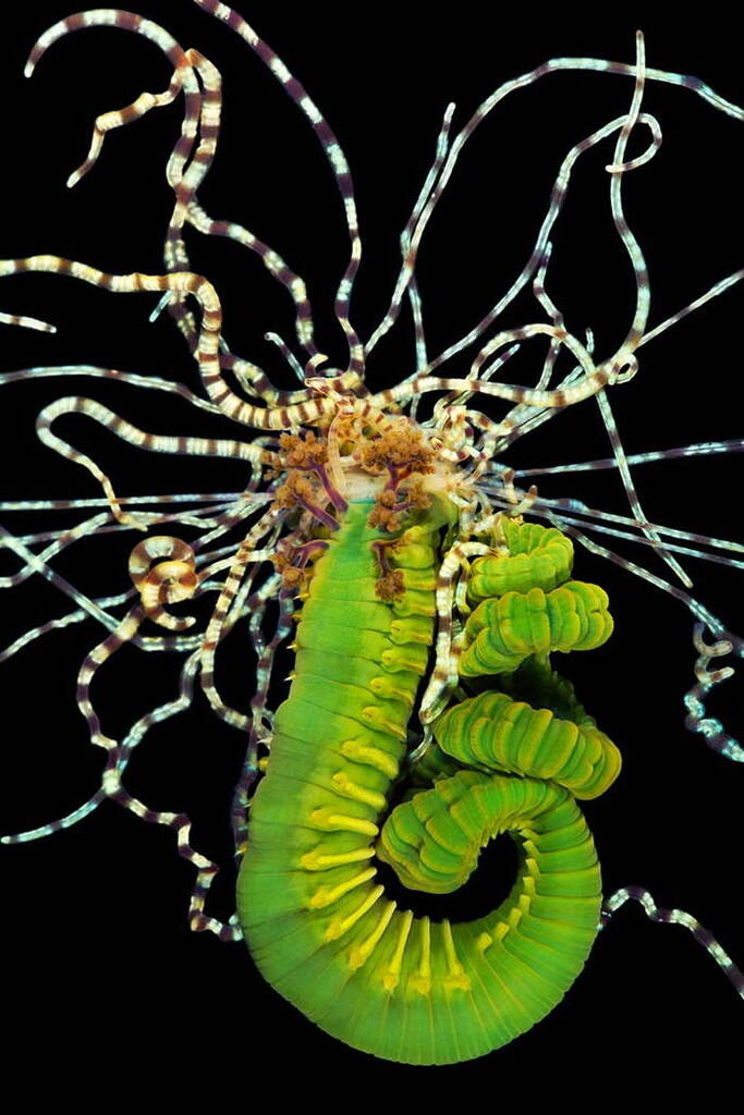 Foto-Foto Makhluk Invertebrata Laut Dalam