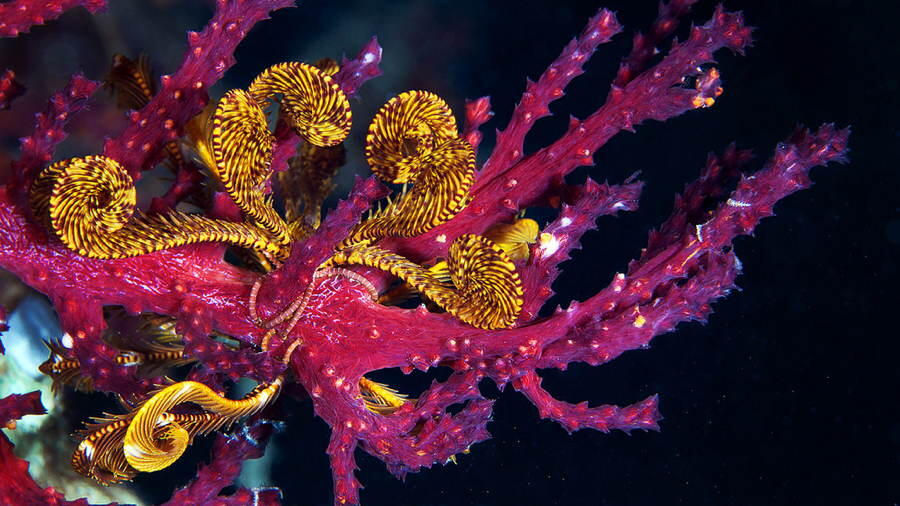 Foto-Foto Makhluk Invertebrata Laut Dalam