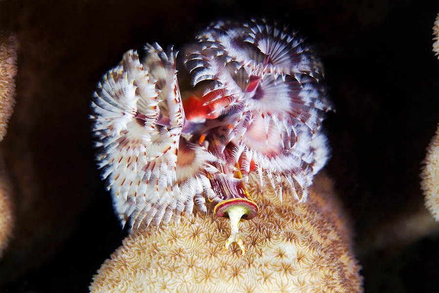 Foto-Foto Makhluk Invertebrata Laut Dalam