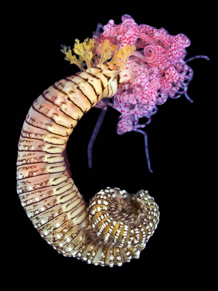 Foto-Foto Makhluk Invertebrata Laut Dalam