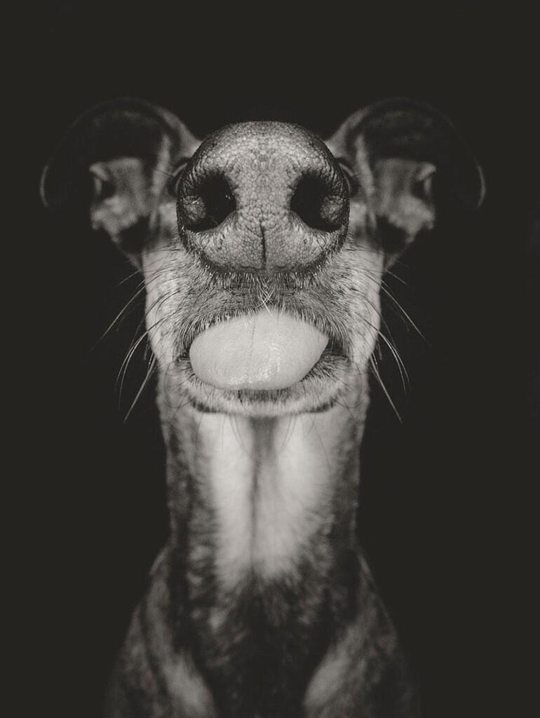 Seni baru fotografi anjing