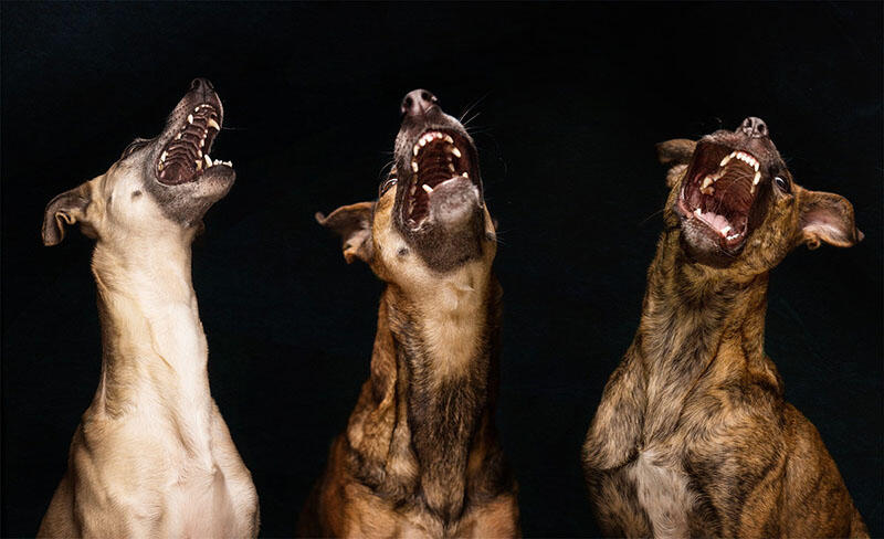 Seni baru fotografi anjing