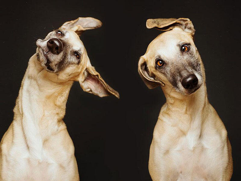 Seni baru fotografi anjing