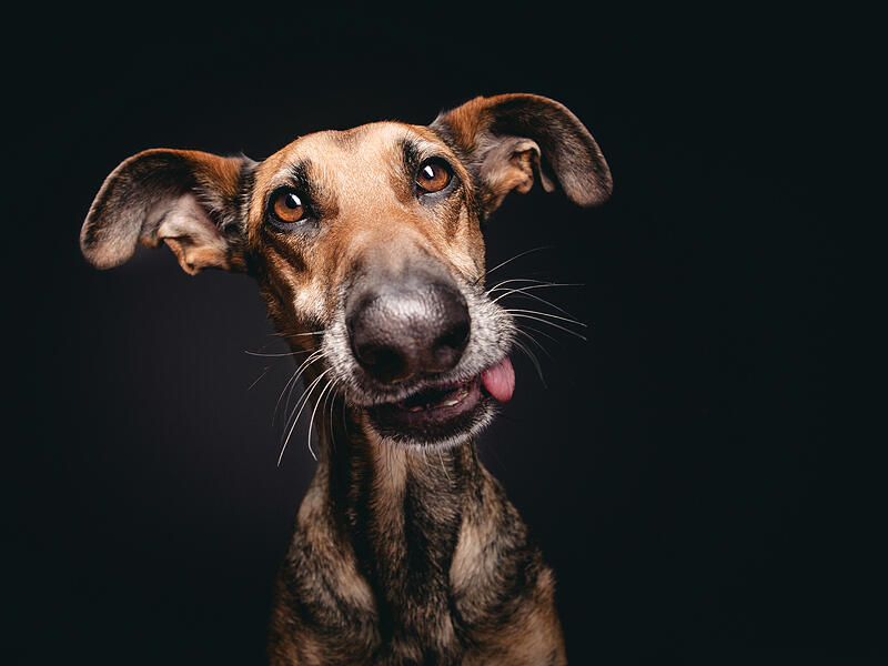 Seni baru fotografi anjing