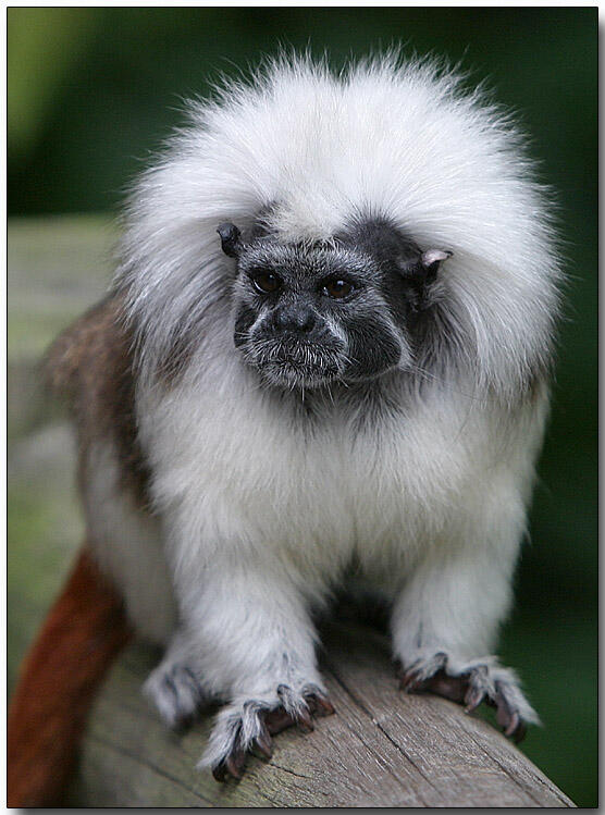 cotton top tamarin primata mungil 