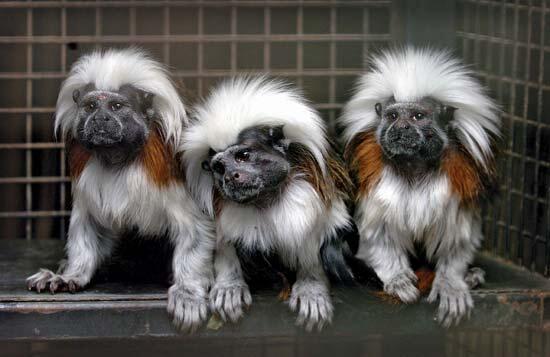 cotton top tamarin primata mungil 