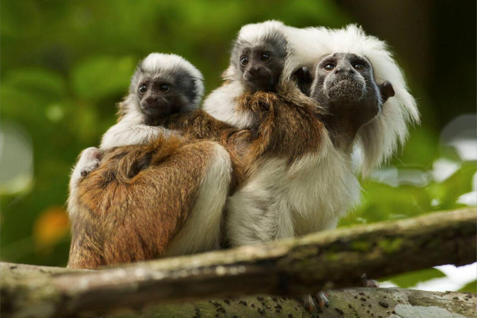 cotton top tamarin primata mungil 