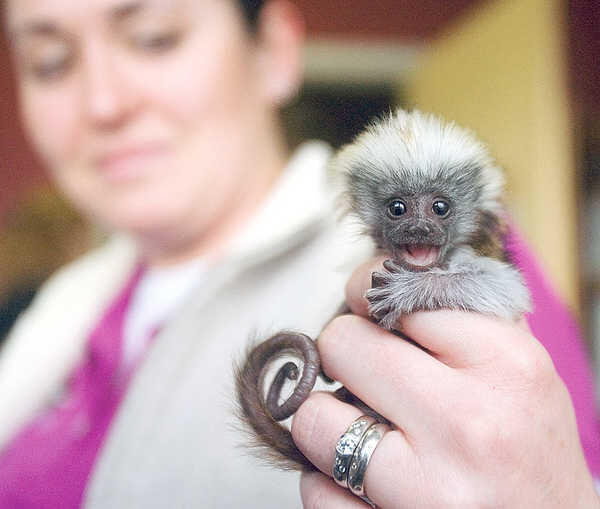 cotton top tamarin primata mungil 