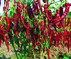 Cabe-cabean Terhot (agakBB++)