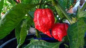 Cabe-cabean Terhot (agakBB++)