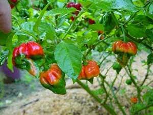 Cabe-cabean Terhot (agakBB++)