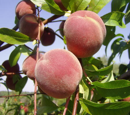 terjual ooooo gt gt benih biji tanaman buah buahan terjual ooooo gt gt benih biji tanaman buah buahan