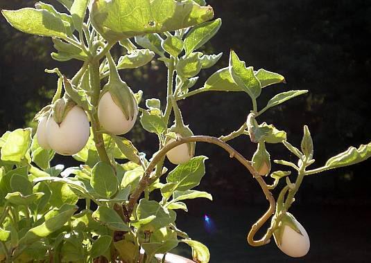 Terjual oOoOo \u0026gt;\u0026gt; BENIH  BIJI TANAMAN BUAH  BUAHAN