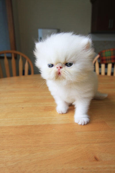 kitten persia pignose (Bandung)