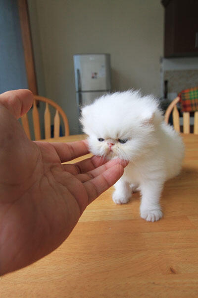 kitten persia pignose (Bandung)