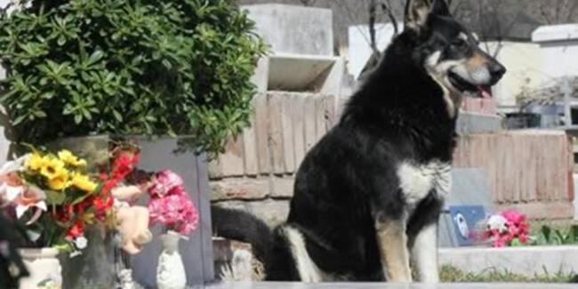 Mengharukan, Inilah 7 Anjing Paling Setia di Dunia
