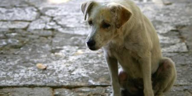 Mengharukan, Inilah 7 Anjing Paling Setia di Dunia