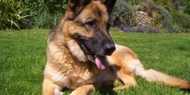 Mengharukan, Inilah 7 Anjing Paling Setia di Dunia