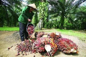 Yuk mengenal kelapa sawit