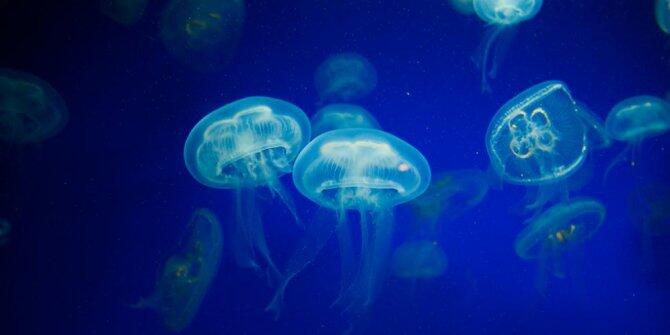 8 Fakta menarik tentang urine