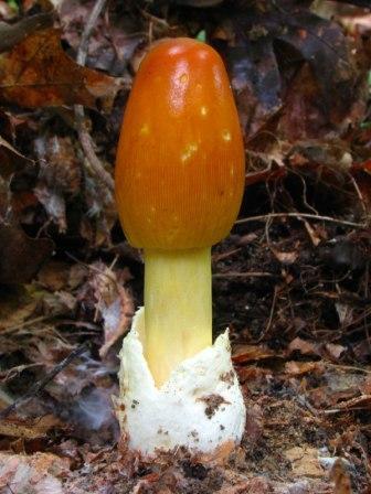 Jamur jamur yg unik dan eksotik