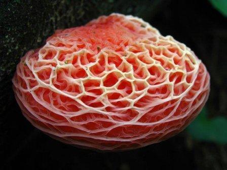 Jamur jamur yg unik dan eksotik