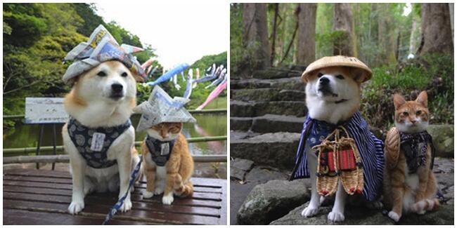 Lucu,kucing dan anjing asal jepang ini bersahabat loo