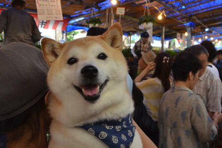 Lucu,kucing dan anjing asal jepang ini bersahabat loo