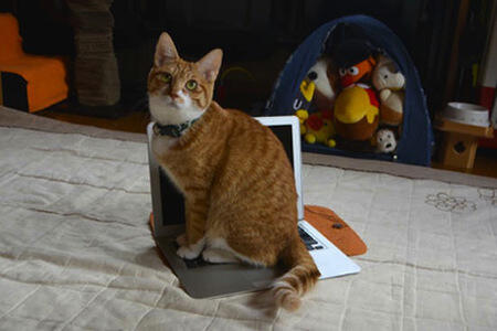 Lucu,kucing dan anjing asal jepang ini bersahabat loo