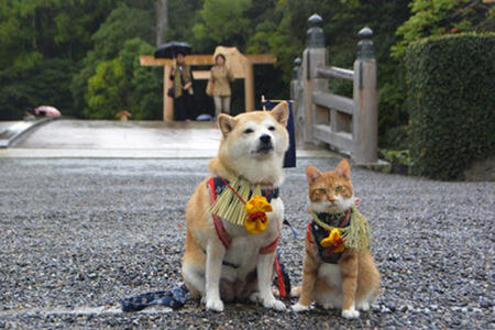 Lucu,kucing dan anjing asal jepang ini bersahabat loo