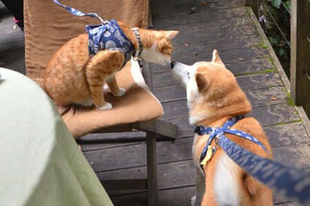 Lucu,kucing dan anjing asal jepang ini bersahabat loo