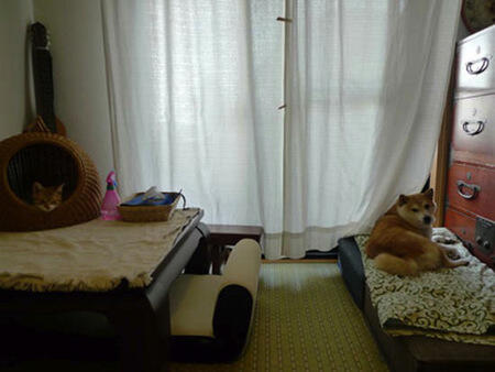 Lucu,kucing dan anjing asal jepang ini bersahabat loo