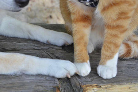Lucu,kucing dan anjing asal jepang ini bersahabat loo