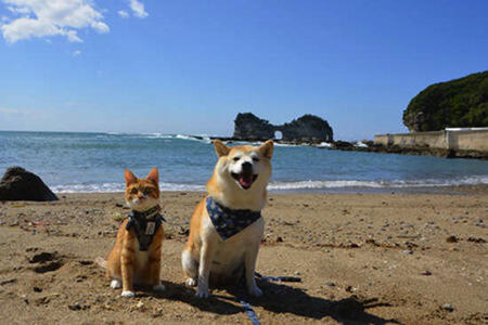 Lucu,kucing dan anjing asal jepang ini bersahabat loo