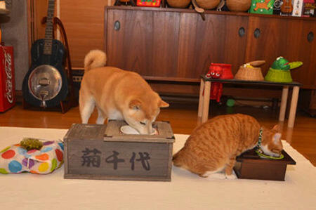Lucu,kucing dan anjing asal jepang ini bersahabat loo