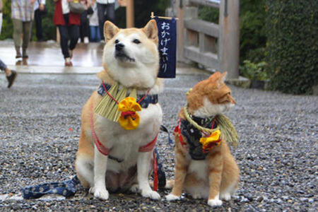 Lucu,kucing dan anjing asal jepang ini bersahabat loo