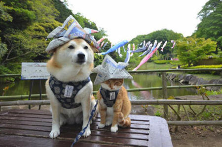 Lucu,kucing dan anjing asal jepang ini bersahabat loo